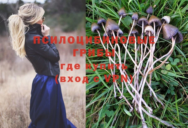 прущие грибы Горняк